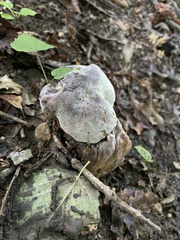 Hypomyces melanocarpus
