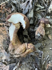 Hypomyces melanocarpus
