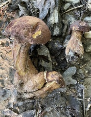 Hypomyces melanocarpus