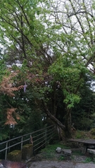 Acer morrisonense