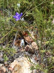 Aristea oligocephala