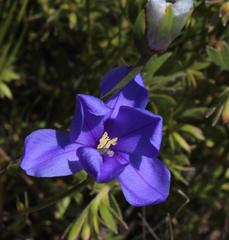 Aristea oligocephala