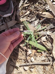 Senecio prenanthoides