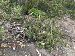 Arctostaphylos franciscana