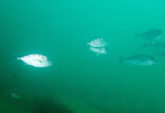 Seriola
