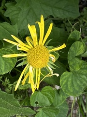 Doronicum carpaticum