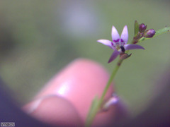 Lobelia eckloniana
