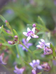 Lobelia eckloniana