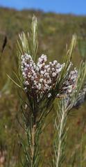 Spatalla racemosa