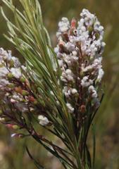 Spatalla racemosa