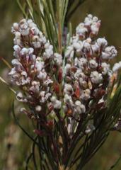 Spatalla racemosa