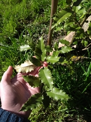 Olearia × macrodonta