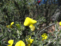 Lotononis dahlgrenii