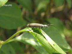 Epicauta curvicornis