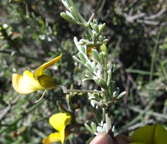 Lotononis dahlgrenii