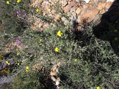 Lotononis dahlgrenii