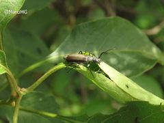 Epicauta curvicornis