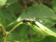 Epicauta curvicornis