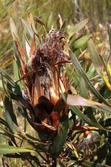 Protea longifolia