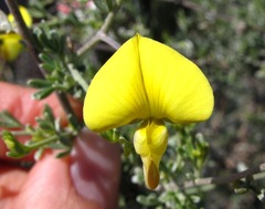 Lotononis dahlgrenii