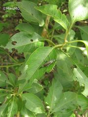 Epicauta curvicornis