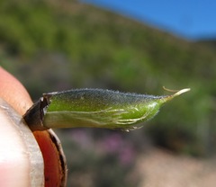 Lotononis dahlgrenii