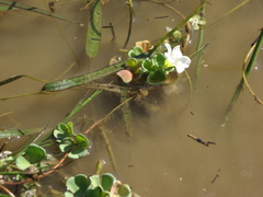 Oxalis natans