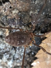 Leiobunum ventricosum