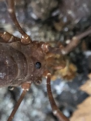 Leiobunum ventricosum