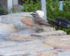 Emberiza capensis capensis