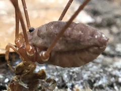 Leiobunum ventricosum