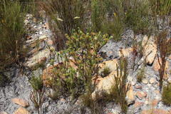 Campylostachys cernua