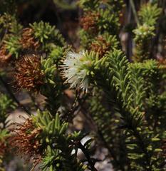 Campylostachys cernua