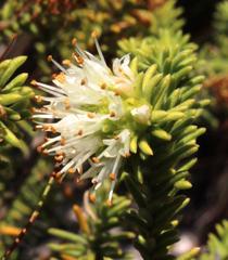 Campylostachys cernua