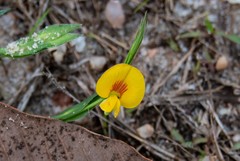 Zornia diphylla