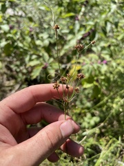 Rhynchospora recognita