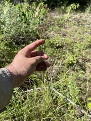 Rhynchospora recognita