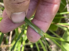 Rhynchospora recognita