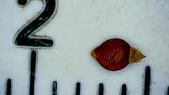 Rhynchospora recognita