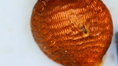 Rhynchospora recognita