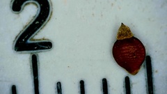 Rhynchospora recognita