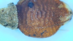 Rhynchospora recognita