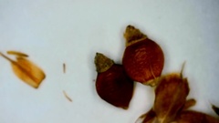 Rhynchospora recognita