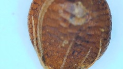 Rhynchospora recognita