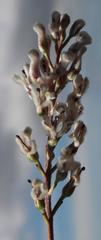 Spatalla racemosa