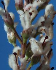 Spatalla racemosa