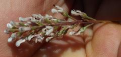 Spatalla racemosa