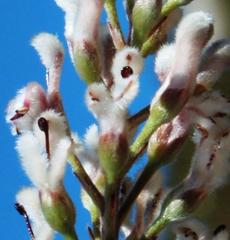 Spatalla racemosa