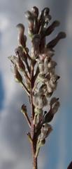 Spatalla racemosa