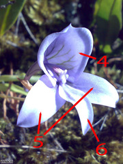 Disa longicornu